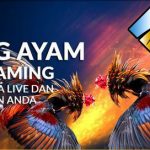 Panduan Bermain Judi Sabung Ayam Online