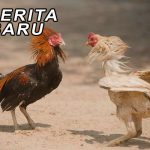 Panduan Dan Cara Bermain Sabung Ayam Online Langkah Demi Langkah