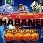 Panduan Cara Bermain Judi Slot Fortune Dogs Dari Habanero Terpopuler