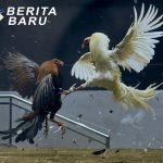 Beberapa Penyebab Kekalahan Dalam Bertaruh Judi Sabung Ayam Online