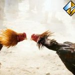 Tips Mengalahkan Bandar Judi Sabung Ayam Uang Asli